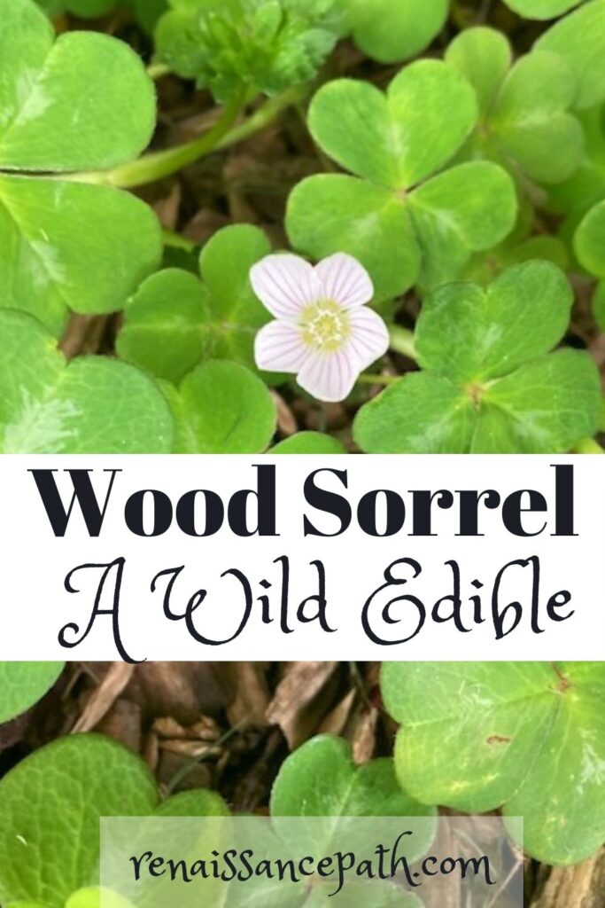 Wood Sorrel - A Wild Edible