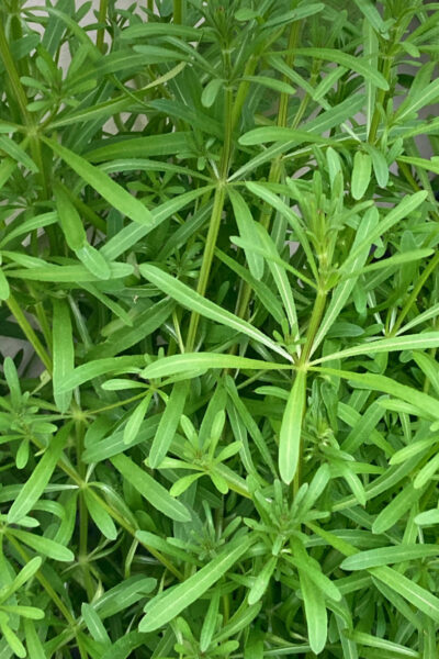 5 Wonderful Benefits of Cleavers