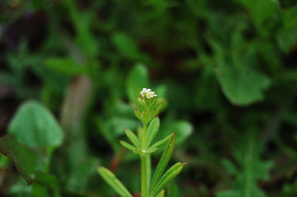 5 Wonderful Benefits of Cleavers