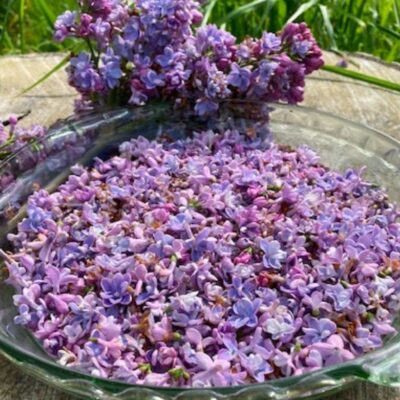 How to Make a Lilac Enfleurage