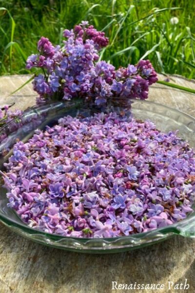 How to Make a Lilac Enfleurage