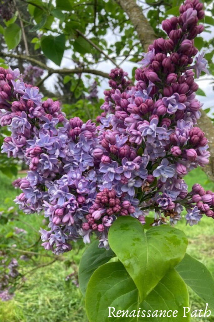 8 Unique Ways to Use Lilacs