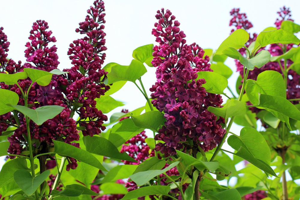 8 Unique Ways to Use Lilacs