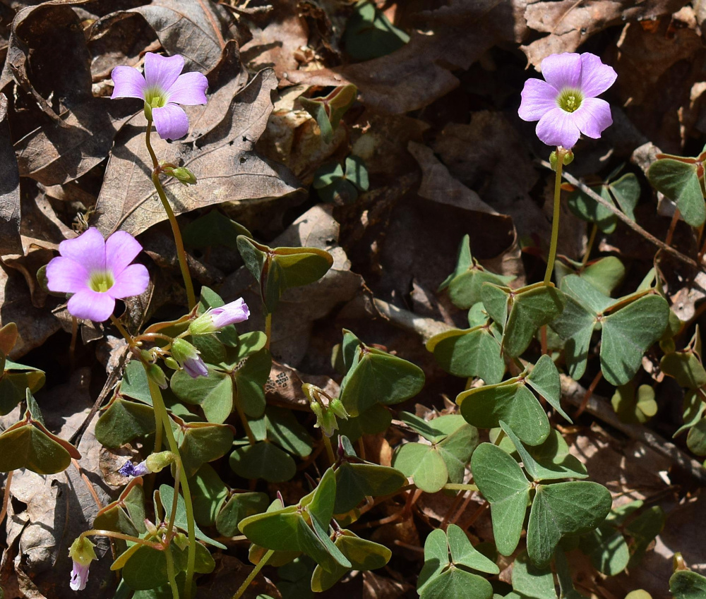 Wood Sorrel - A Wild Edible