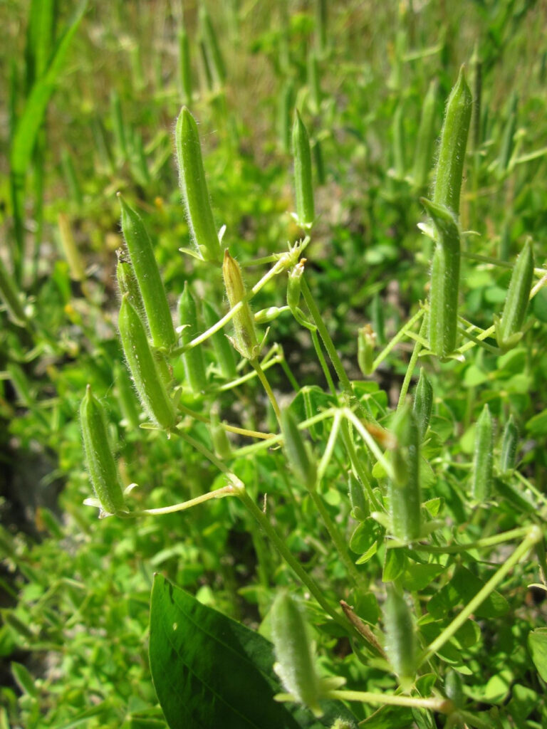 Wood Sorrel - A Wild Edible