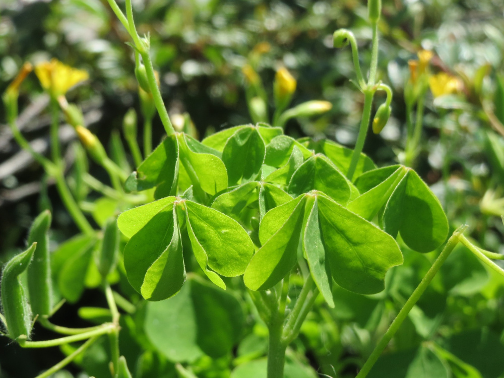 Wood Sorrel - A Wild Edible