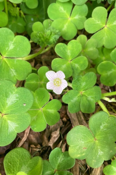 Wood Sorrel - A Wild Edible