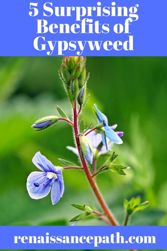 5 Surprising Benefits of Gypsyweed