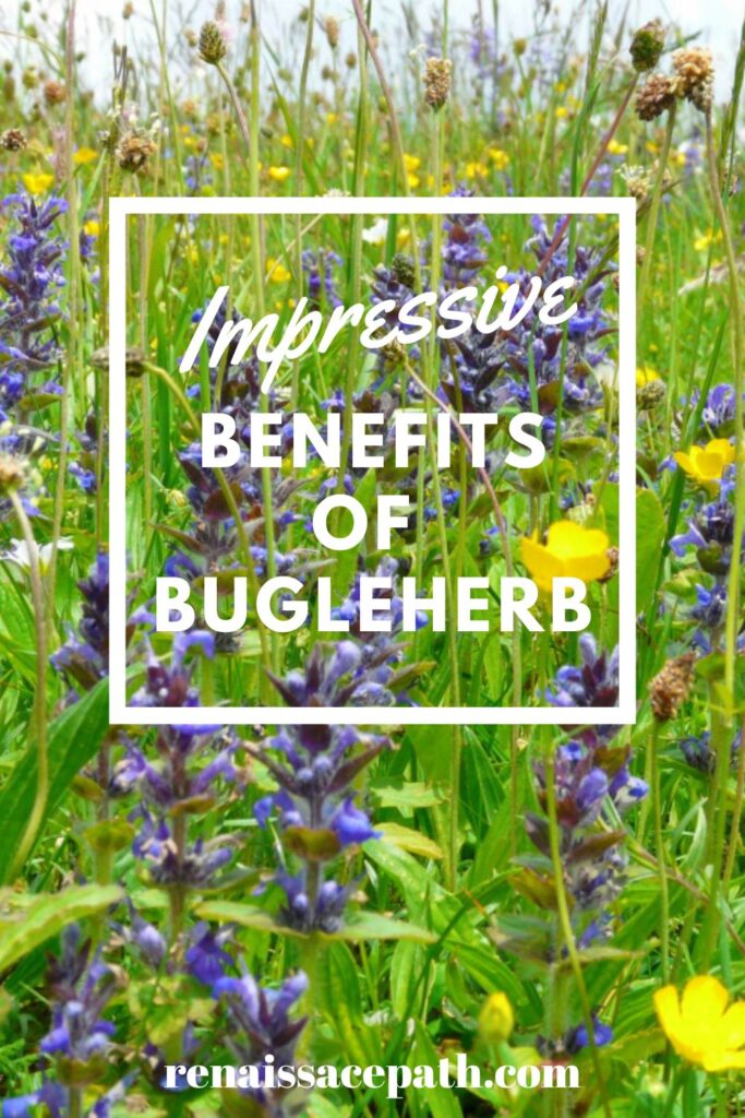 Impressive Benefits of Bugleherb