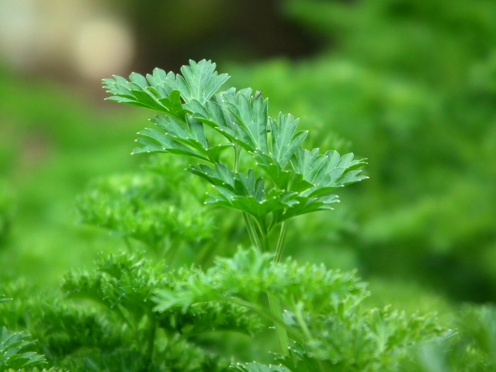 Parsley. Parsley helps with anxiety.